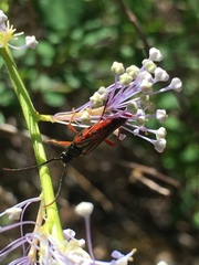 Lepturini