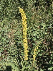 Verbascum nigrum