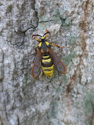 Hornet Moth, 3069 CC Rotterdam, Nederland, photo 7 of 10
