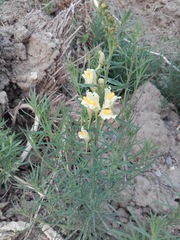 Linaria vulgaris