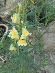 Linaria vulgaris