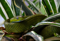 Boiga cyanea