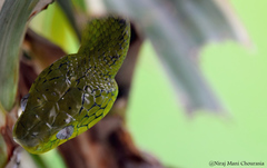 Boiga cyanea