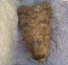 Hoplodrina octogenaria