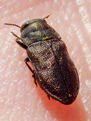 Anthaxia godeti