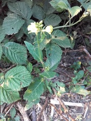 Rhamphospermum arvense