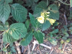 Rhamphospermum arvense