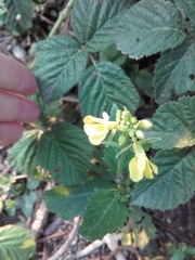 Rhamphospermum arvense