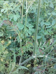 Daucus carota