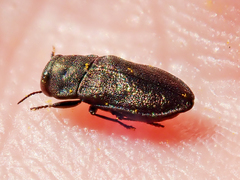 Anthaxia godeti