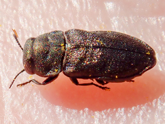 Anthaxia godeti