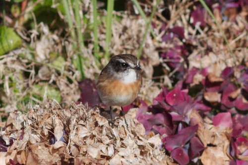 Saxicola tectes
