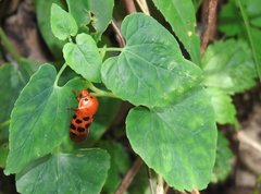 Cosmoscarta dorsimacula