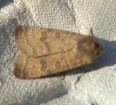 Hoplodrina octogenaria