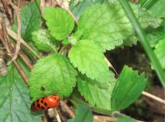 Cosmoscarta dorsimacula