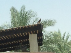Acridotheres tristis
