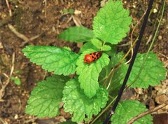 Cosmoscarta dorsimacula