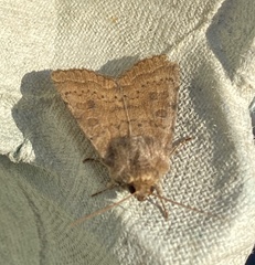 Hoplodrina octogenaria