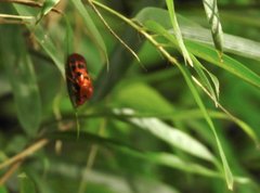 Cosmoscarta dorsimacula