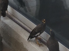 Acridotheres tristis