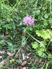 Trifolium pratense