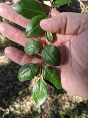 Backhousia myrtifolia
