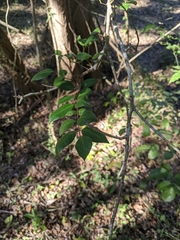 Backhousia myrtifolia