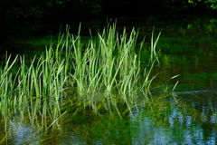 Sparganium erectum