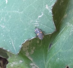 Coccinella septempunctata