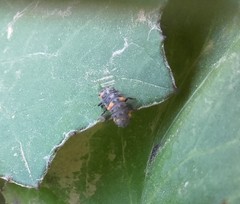 Coccinella septempunctata
