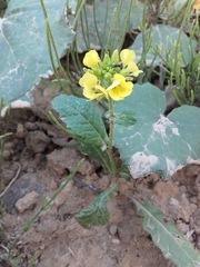 Rhamphospermum arvense