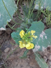 Rhamphospermum arvense