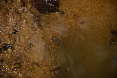 Cerberus schneiderii