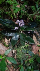 Hedyotis shiuyingiae