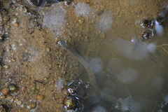 Cerberus schneiderii