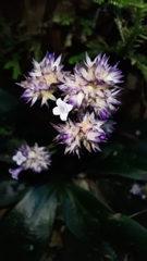 Hedyotis shiuyingiae