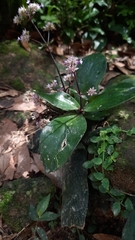 Hedyotis shiuyingiae