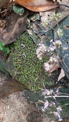 Hedyotis shiuyingiae