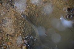 Cerberus schneiderii