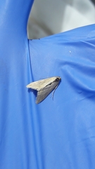 Loxostege turbidalis