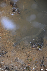 Cerberus schneiderii