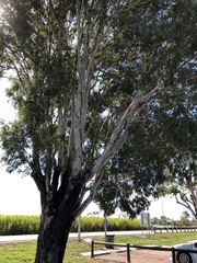 Eucalyptus raveretiana