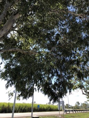 Eucalyptus raveretiana