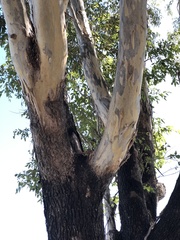 Eucalyptus raveretiana