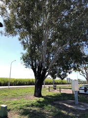 Eucalyptus raveretiana