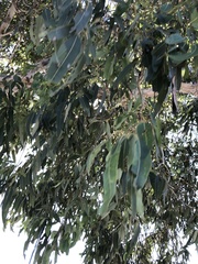 Eucalyptus raveretiana
