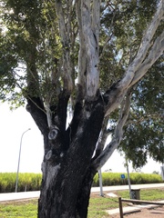 Eucalyptus raveretiana