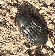 Dytiscus semisulcatus
