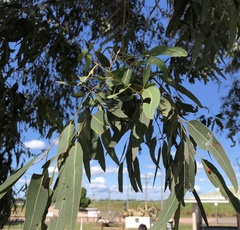 Eucalyptus raveretiana