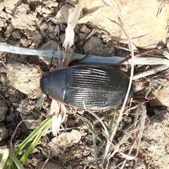 Dytiscus semisulcatus